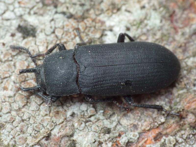 Cryphaeus cornutus (Fischer de Waldheim, 1823)